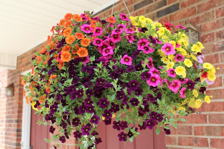 How to plant hanging baskets