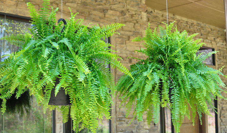 planting hanging baskets outside