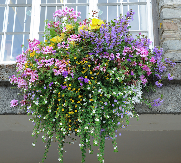 How To Plant Hanging Baskets And Containers - What To Plant In Wall Baskets