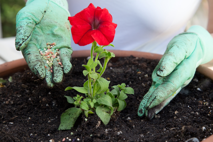 compost for pots and containers