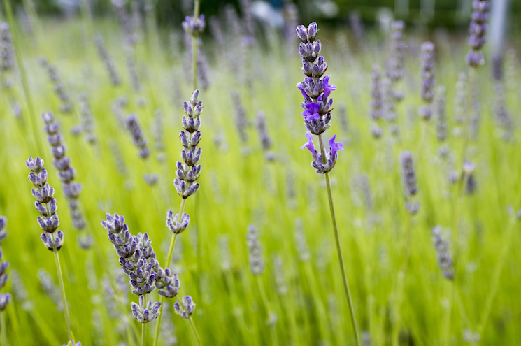 common English lavender