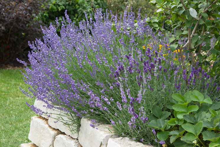 prune your lavender