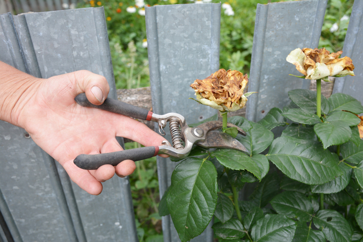 hands deadheading a rose