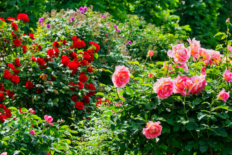 `red and pink rose bushes in sun