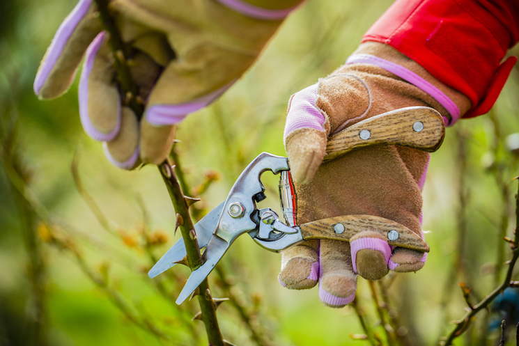 person with gardening gloves pruning roses