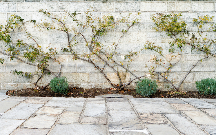 white stone wall covered in climbing roses