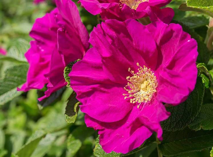 pink Japanese rose with yellow centre