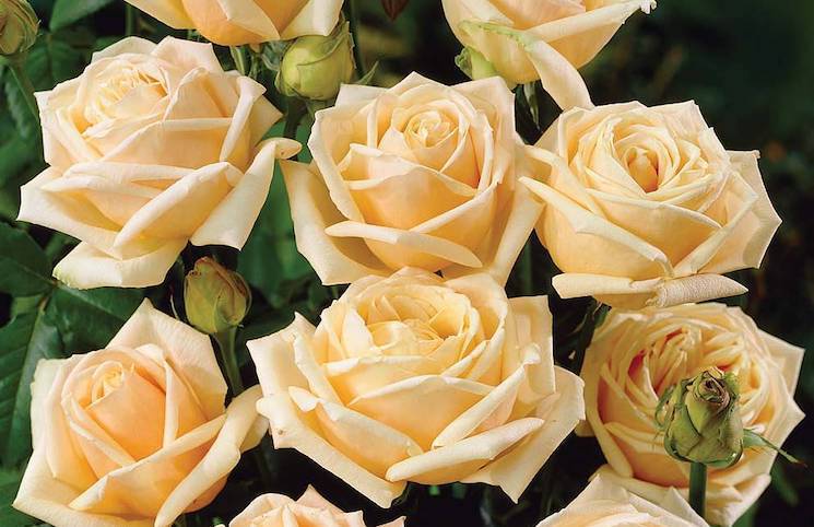 peach coloured tea roses