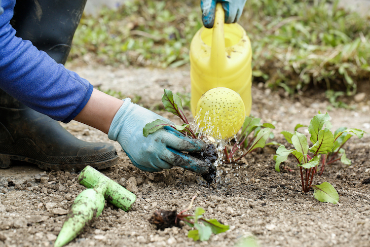 fertilisers in watering cans