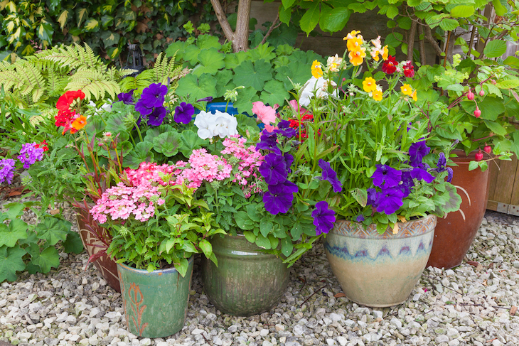 colourful plants in containers and pots