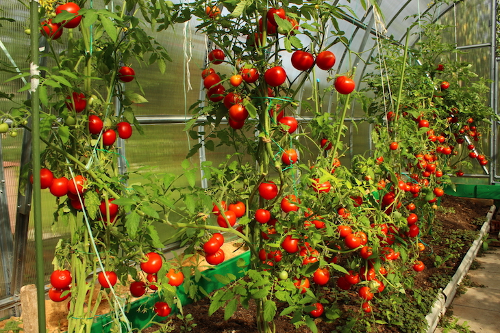 tomatoes growing in a greenhouse