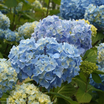 how to grow hydrangeas