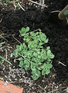 mulching around plants