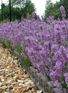 lavender border