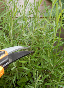 pruning lavender