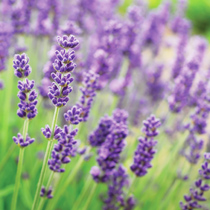 how to prune lavender