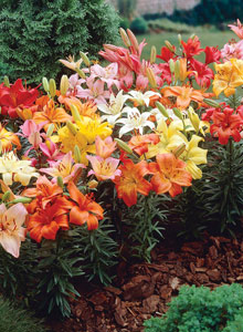 Lily Ground Cover2 Jpg Ground Cover Lily