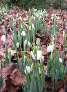 snowdrops