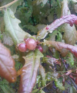 oak gall