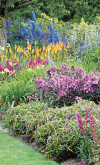 perennial border