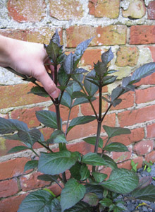 Pinching out a young dahlia plant