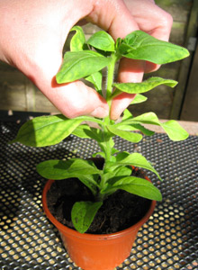 Pinching out a petunia plant