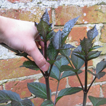 How to pinch out plants