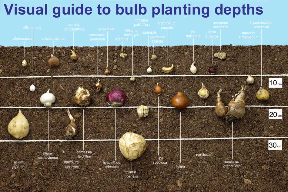 Guide To Planting Depths Of Bulbs Van