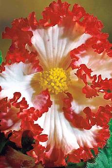 red and white begonia