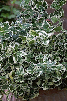 green and white leafy euonymus