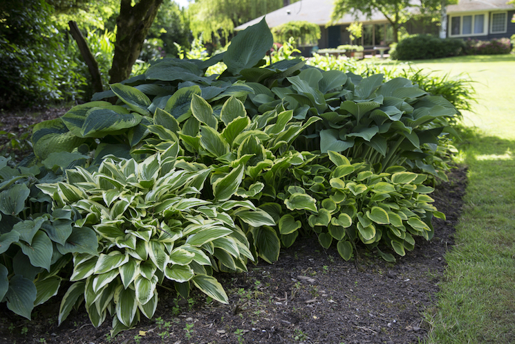 Hostas in shade in garden