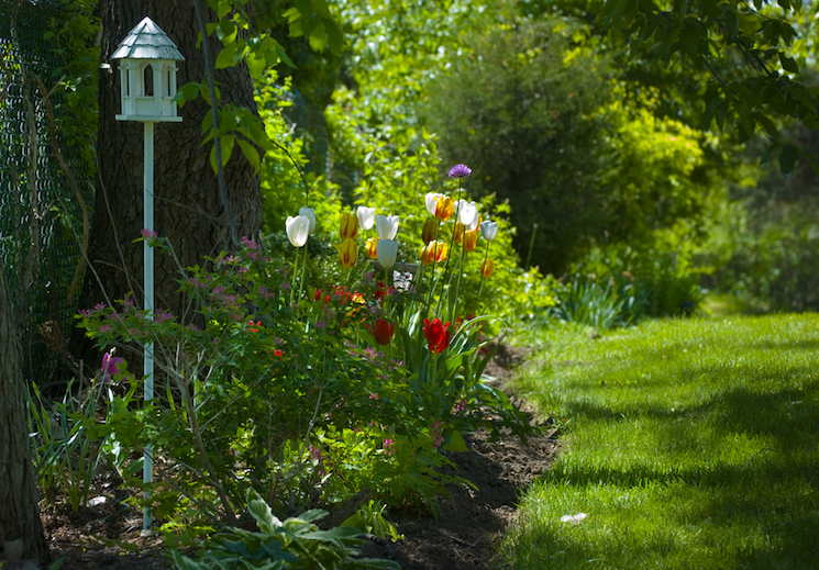 tulips in the shade in the garden