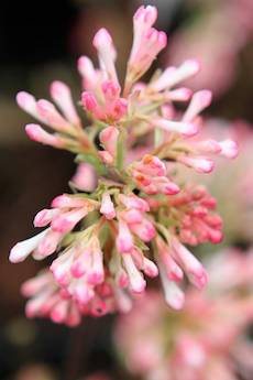 pink viburnum shrub