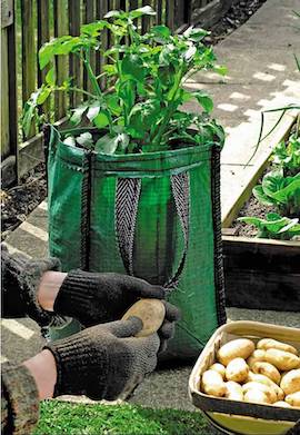 How to Grow Potatoes in a Grow Bag