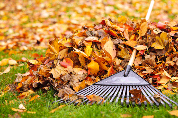  Rake up leaves and add them to the compost heap.