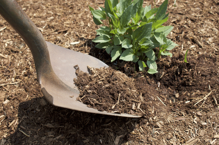 Mulch borders in autumn