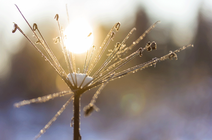 winter stems