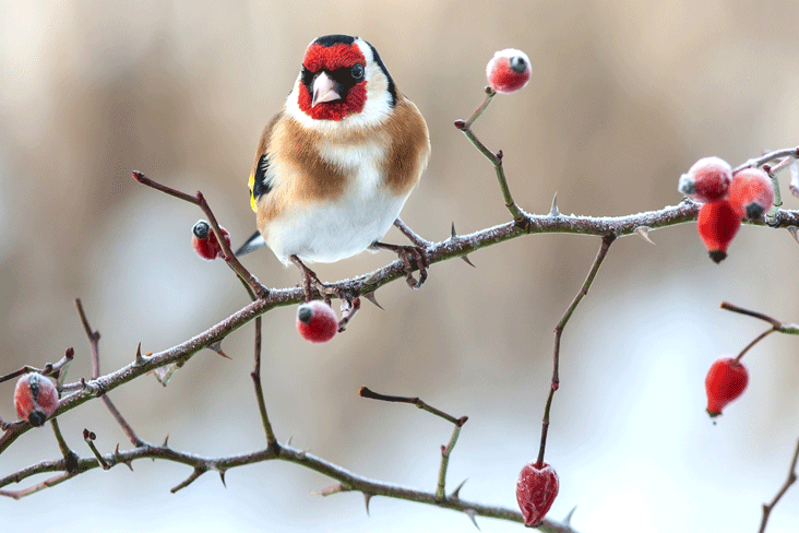  look after winter wildlife