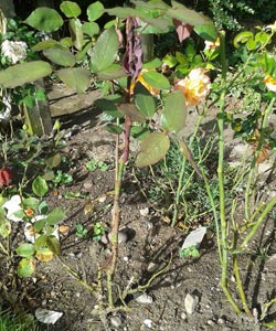 rose dieback