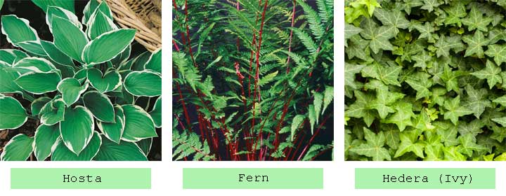 plants for dappled shade
