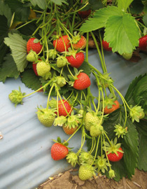 Harvest strawberries