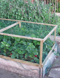 Strawberry net frame