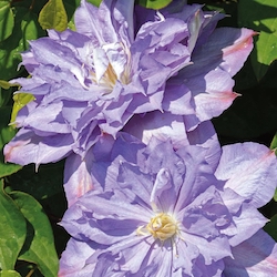 blue-y purple clematis