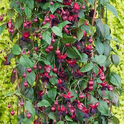 black and purple fuchsias