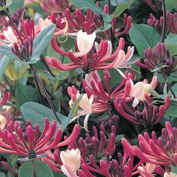 pink and cream honeysuckle plants