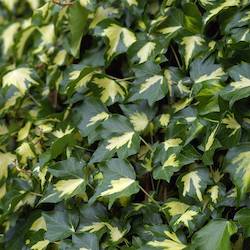 green ivy leaves