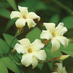 yellow jasmine flowers