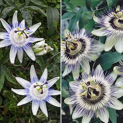 purple and white passionflowers