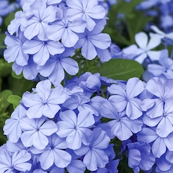 blue cape leadwort