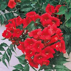 red trumpet vine blooms with green leaves